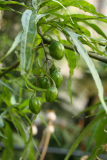 Solanum laciniatum RCP8-2014 173.JPG